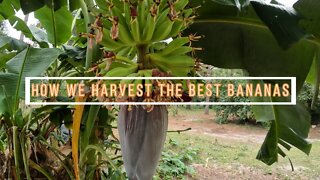 How To Harvest The Best Bananas