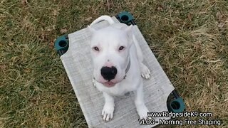 Dog Training - Free Shaping a Dogo Argentino Puppy