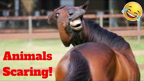 💥Animals Scaring People Candid Reaction😂🙃Funny Animal Videos🔥👌