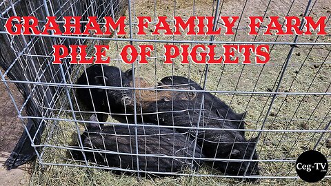 Graham Family Farm: Pile of Piglets