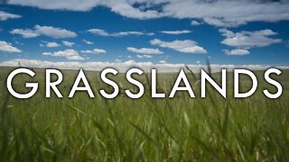 The Grassland Biome - Biomes #5