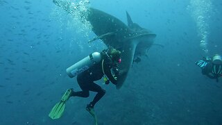 Gigantic tail of passing whale shark nearly clobbers scuba diver