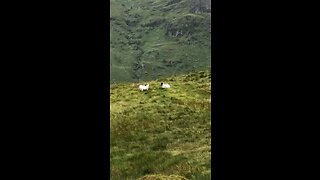 Mountain goat encounter in Scotland