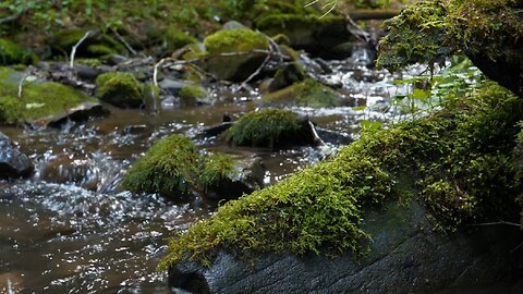 Calming Forest Stream for Sleeping and Meditation