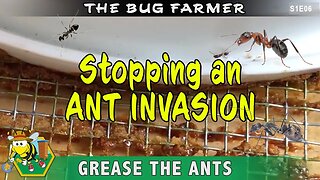 How to Stop a Beehive Ant Invasion: Ants are invading the beehives. Here is how to stop them.