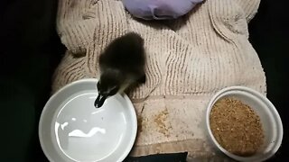 This is Sticky, my 1 day old Indian Runner Duck 27th June 2021