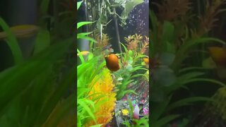 Watch Gary the snail defy death and perform his own stunts.