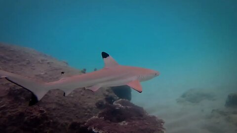Discover underwater wonders with sharks, rays and turtles #UnderwaterWorld #MarineBeauty #MarineLife
