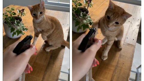 Cat Slaps Owner's Hand When They Ask Him to Move Away From Their Plant