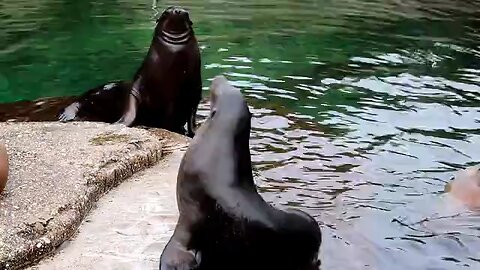 How beautifully the two are playing in the water