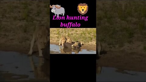 Lion hunting Buffalo 🐃#shorts #youtubeshorts #shortvideo