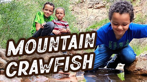 Catching Crayfish in the Colorado Mountains