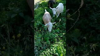 #goats #pastureraised #homesteading #homesteadlife #farm #farmlife #farmanimals #cuteanimals