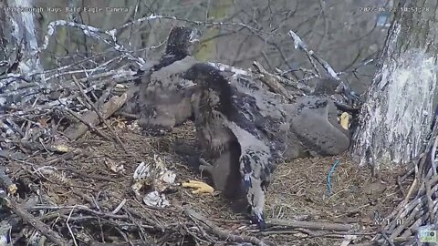 Hays Bald Eagles; Eaglet H16 chases a Squirrel from intruding into the Nest 2022 04 23 1051am