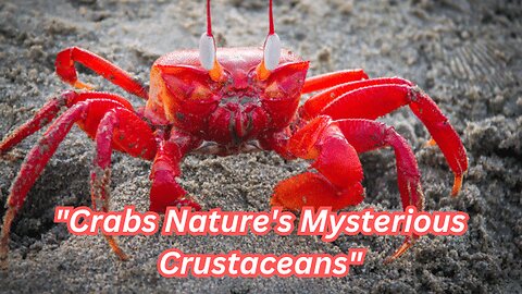 "Crabs Nature's Mysterious Crustaceans"