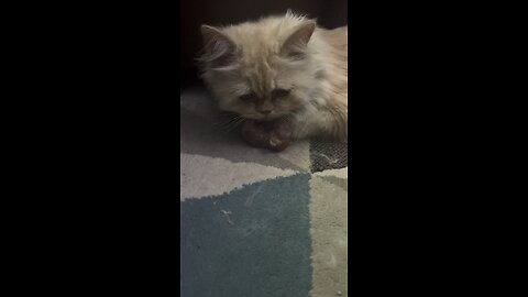 New Born Kitten 🐈‍⬛♥️