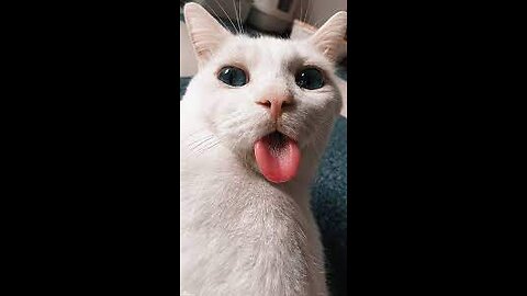 Funniest Animals 2023 😂 New Funny Cats and Dogs Videos 😻🐶 Part 1