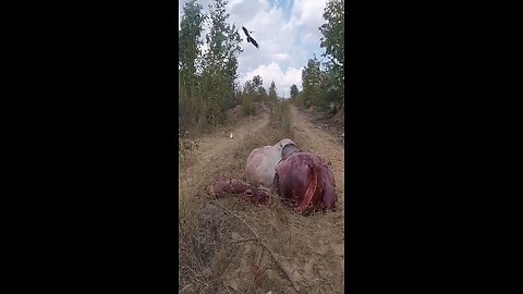 Vultures Swoop eaten Red deer in 60 second