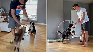 Cat Shows Puppy The Perfect Way To Perform Trick