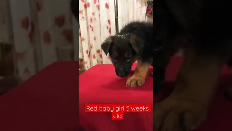 5 week old red baby girl