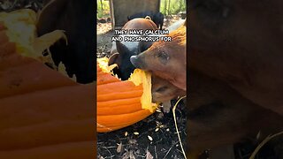 Feeding Free Pumpkins to Pigs #pasturedpigs #pigkeeping #farming #pig