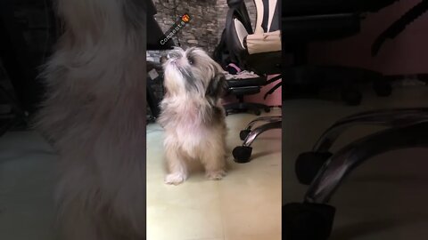 The Angry Shih Tzu: I told her to Stay in the Room