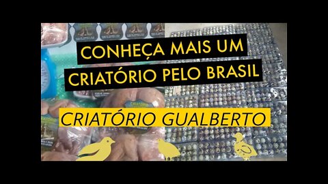 CONHEÇA O CRIATÓRIO GUALBERTO