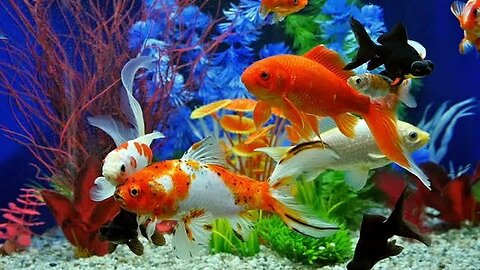 Cute Baby Koi Carp Fish Halfmoon Betta Fish Molly Guppies Goldfish Angelfish