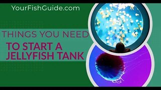 How To Get Started Raising Moon Jellyfish ~ A MUST Watch Before Getting Jellyfish