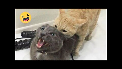 Try Not To Laugh Cats And Dogs Videos 😁 - New Funny Animals Video 2024 #1