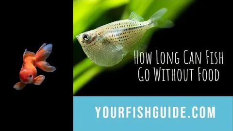How Long Can Fish Go Without Food? NO FOOD | Educational