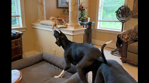 Funny Great Dane Can't Decide - Swipe Kleenex Or Pester The Cat