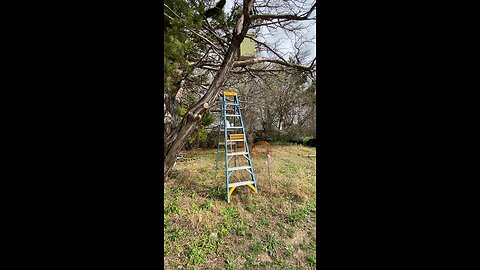 How I place a swarm trap, swarms are a blessing, not a horror show, see previous video of swarm trap catch for another example.