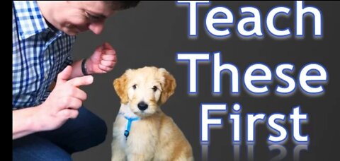 3 Easy Things to Teach your NEW PUPPY!