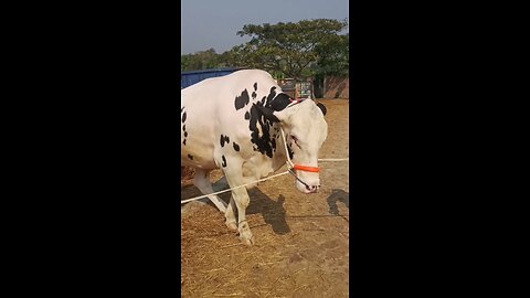 Lightning strikes the cow