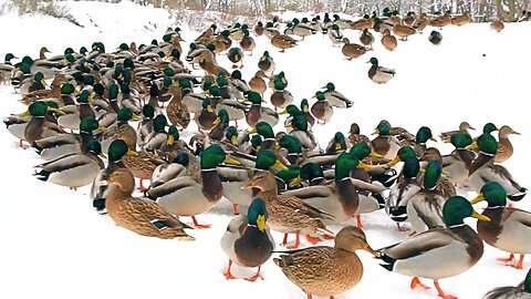Hungry Arctic Mallard Ducks Came to Greet Me, But Something Scared Them