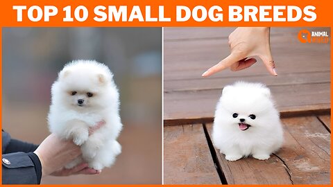 Top 10 Best Small Dog Breeds in the World: Revealing Tiny Titans of Cuteness! | Animal Vised