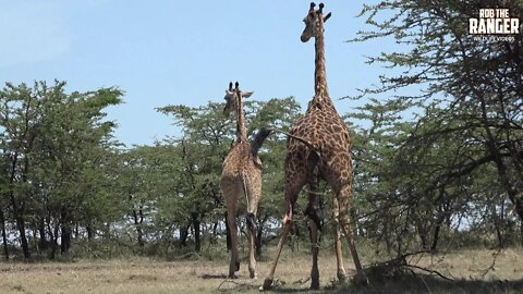 Giraffe Birth Complications | Mara Wildlife Vets To the Rescue | Zebra Plains