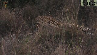WILDlife: Unsuccesful Leopard Pairing Attempt