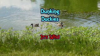 Dunking Duckies – It’s Wild