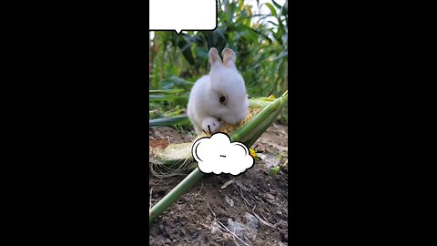 rabbit funny moments