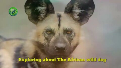 Exploring about The African wild dog FD 10