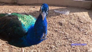 Small Peacock Feathers, Peacock Minute, peafowl.com