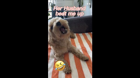Funny Dog talking/Her Husband beat me up