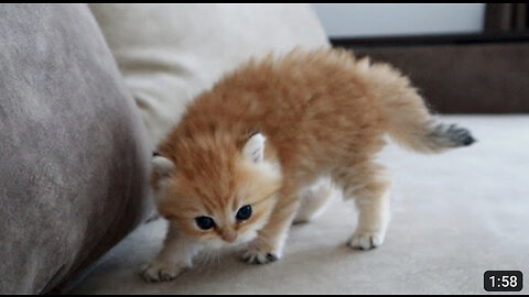 The most dangerous kitten in the world(Cutest Kitty)