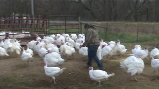 Turkey shortage: Thanksgiving may look different and it all has to do with the bird flu