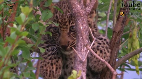 Leopard And Cub - Life Outside The Bushcamp - 3: Return to Scotia Dam Area