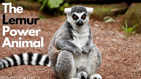 "Discover the Fascinating World of Lemur Power Animals in 90 Seconds"