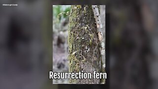 Resurrection Fern | Sarah's Walking Club Fall Scavenger Hunt