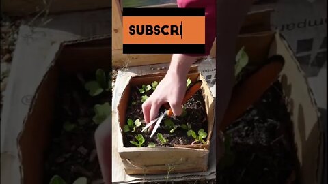 Thinning radish seedlings #shorts